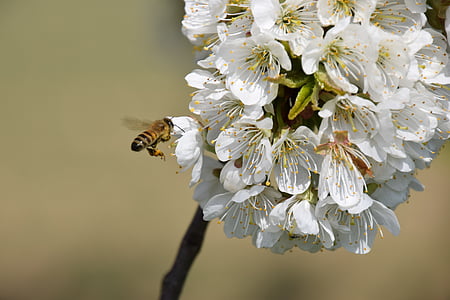 cherry blossom, bee, pollination, flowers, close, spring, insect