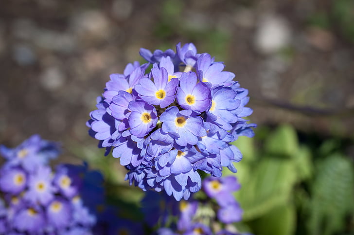 prīmula, puķe, ziedi, zilu ziedu, zila, zilus ziediņus, aizveriet