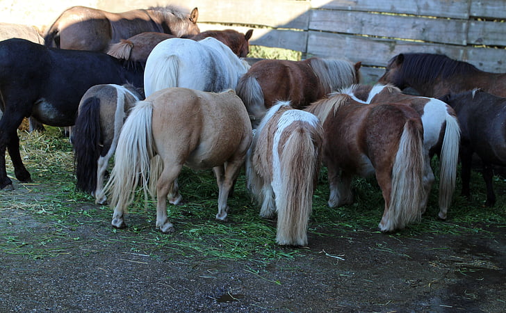 häst, ponnyer, tillsammans, samhörighet, grupp, äta, gemenskapen