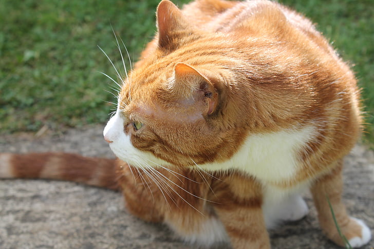 ginger cat, cat, ginger, smelling, sniffing, feline, animals