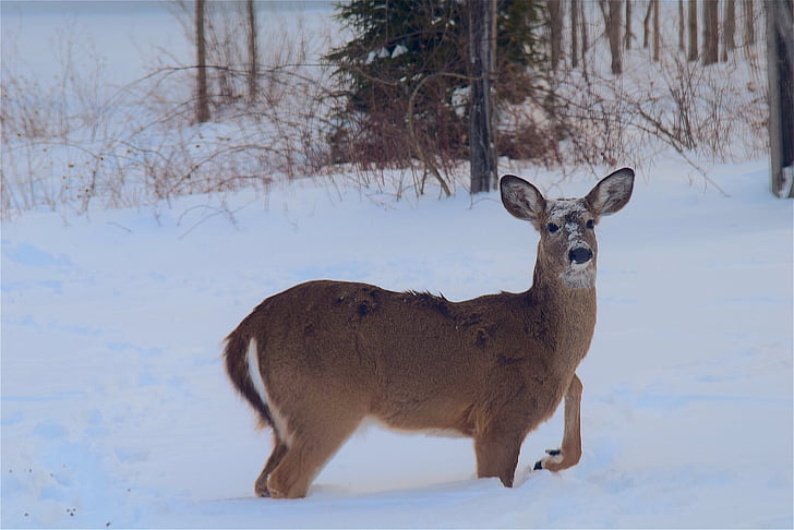 deer, snow, beautiful, animal, winter, white, mammal