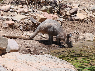 australia, kangaroo, water