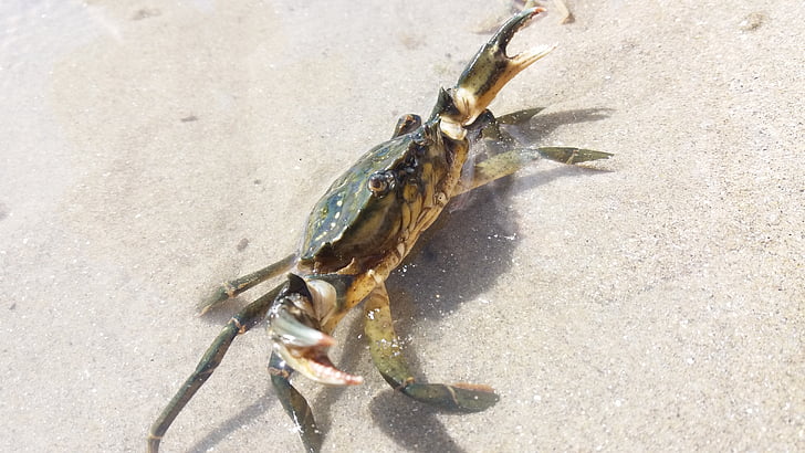crab, mediterranean, beach