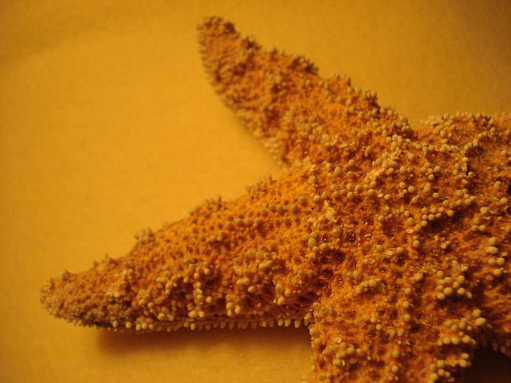 Deniz yıldızı, Turuncu, Kapat