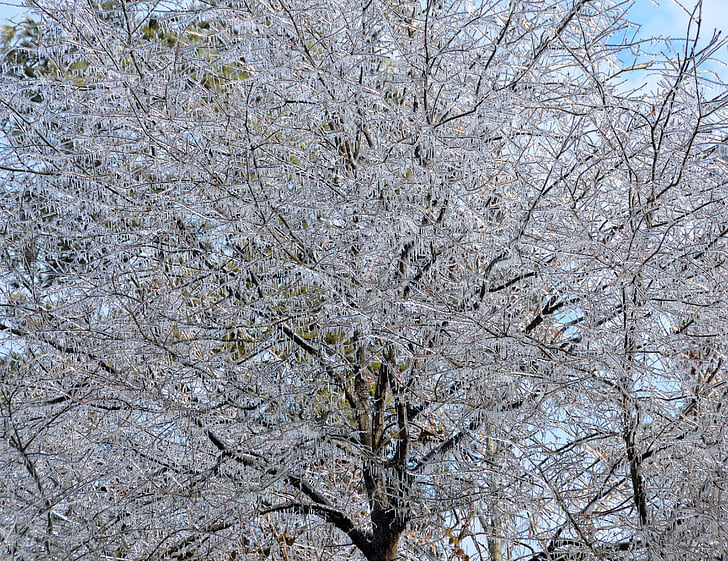 ledo apėmė medžiai, medis, žiemą, sezono metu, šaldymo, sniego, ledo