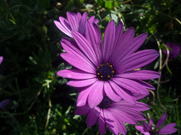 violetu ziedu, Wild flower, Ceriņu ziedu, puķe, ziedlapas