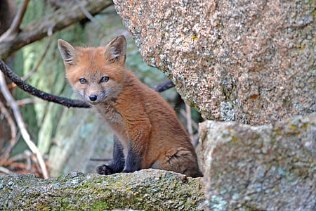 Fox, flora y fauna, animal, naturaleza, animales bebé, RedFox, fauna silvestre