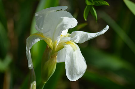 Iris, blanc iris, flor, blanc, groc i blanc, color, jardins