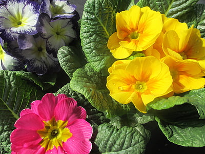 flowers, primroses, spring flowers, yellow, pink