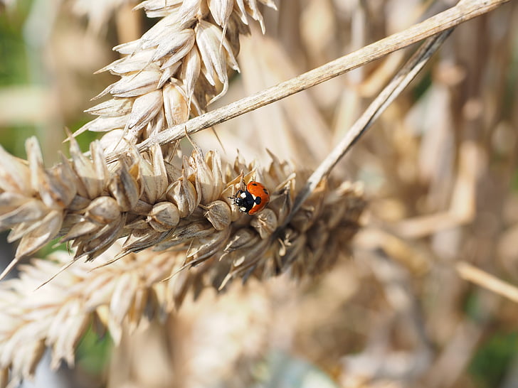 Ladybug, bille, siebenpunkt, Coccinella septempunctata, Coccinella, dyr, insekt