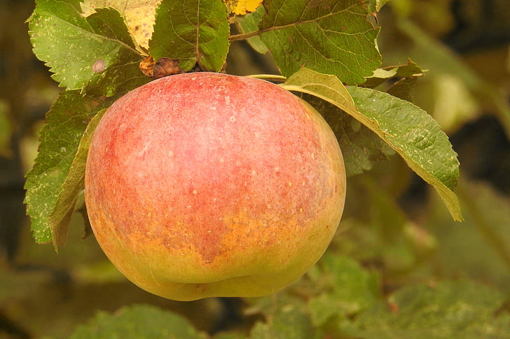 Apple, appelboom, tak, rijp, kernobstgewaechs, fruit