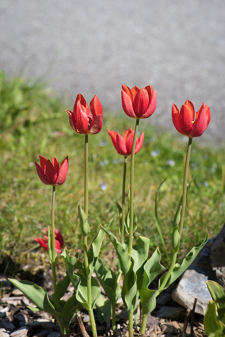 tulipány, červená, červené tulipány, zahrada, zahradní květiny, jaro, jarní květiny