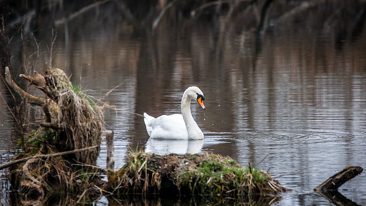 swan, bird, white, water bird, feather, water, pond