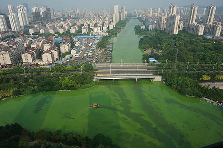 cyanobacteria, penyelamatan, Jembatan