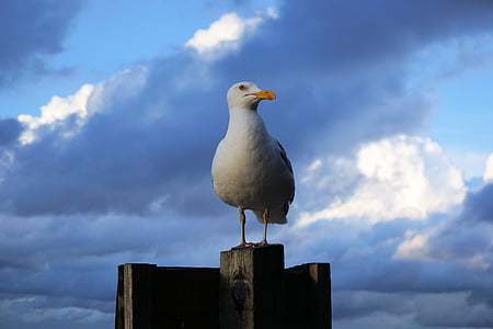 seagull, seevogel, baltic sea, bird, water bird, nature, sea