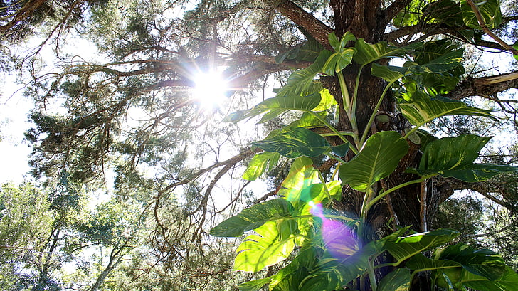 tree, lens flare, flare, sun, plant, vine, sunlight