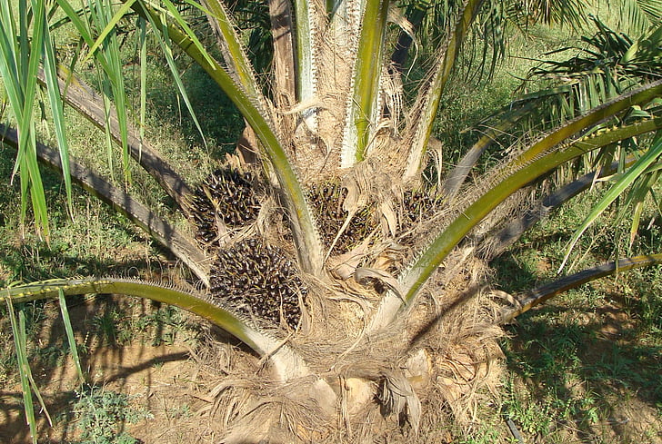 Ölpalme, Obst-Bündel, Baum, pflanzliches Öl, Gartenbau, Karnataka, Indien
