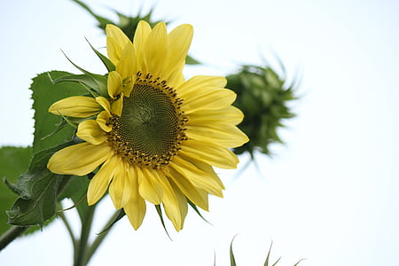 sunflower, flower, yellow, nature, summer, plant, agriculture