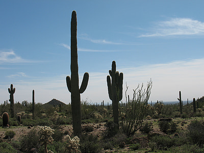 çöl, kaktüs, doğa, manzara, Kuru, saguaro, Batı