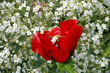 flores, rojo, Blanco, naturaleza, jardín, planta, flores
