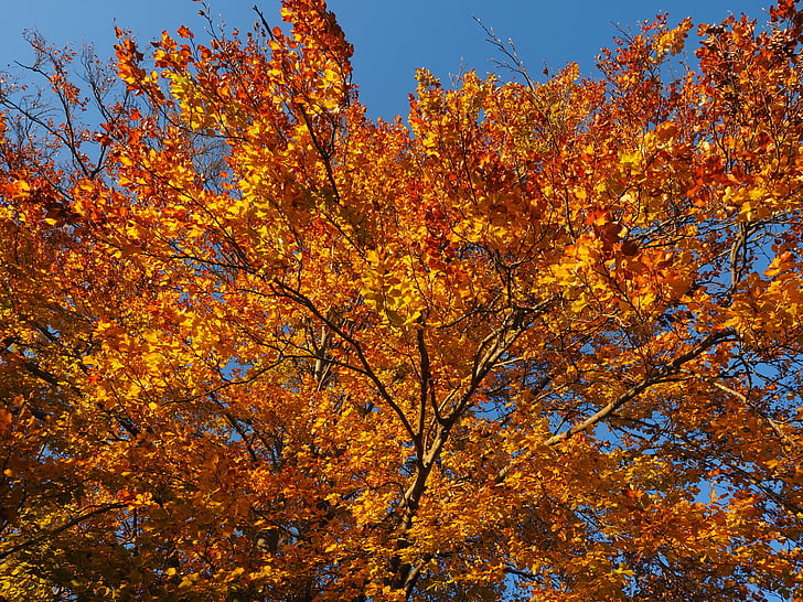 větev, listy, buk, padajícího listí, zlatý, barevný podzim, barevné