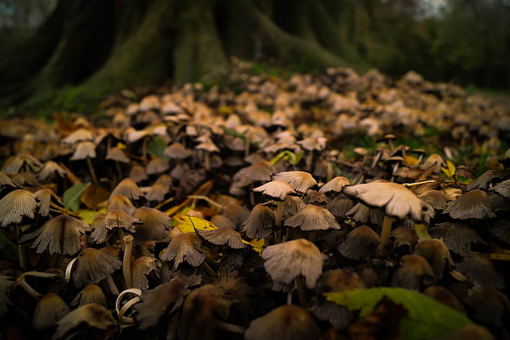 mushrooms, fungus, forest, forest floor, foliage, autumn, fall