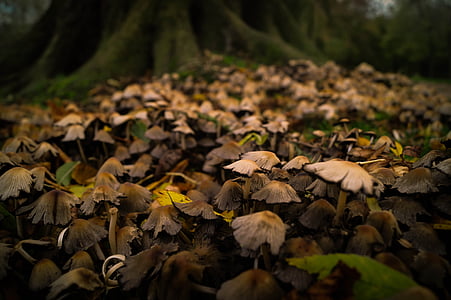гриби, Гриб, ліс, лісовому грунті, листя, Осінь, падіння