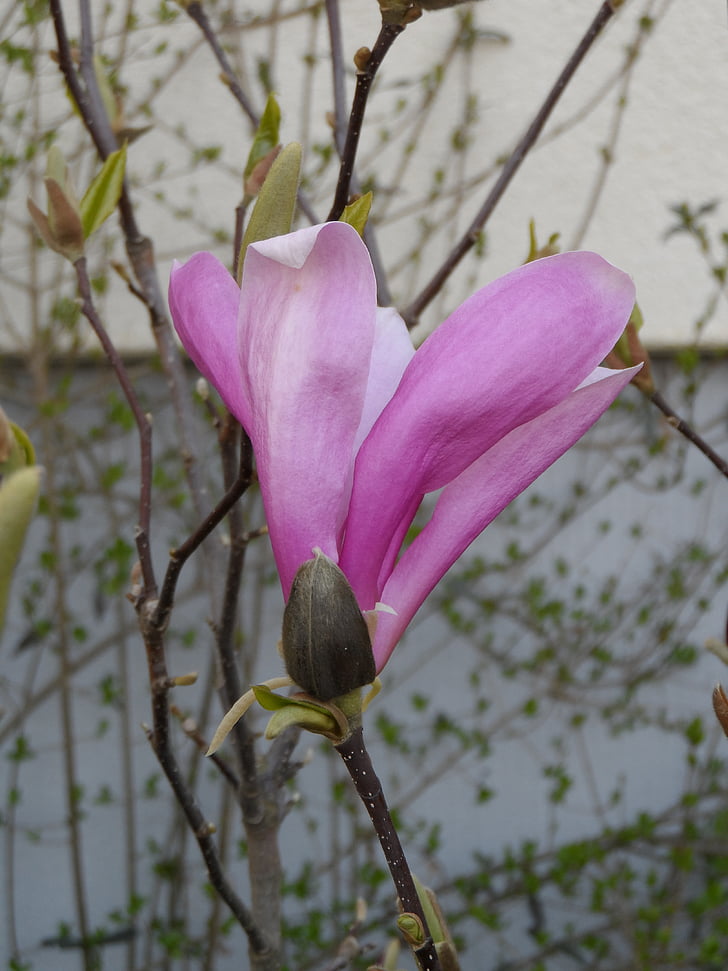 magnolia, blossom, bloom, pink, grow, plant, nature