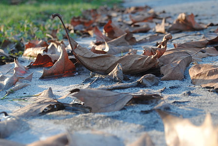 døde blade, vinter, natur