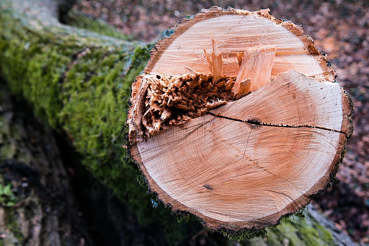 hout, stam, logboek, boom, jaarlijkse ringen, doorsnede, fractuur
