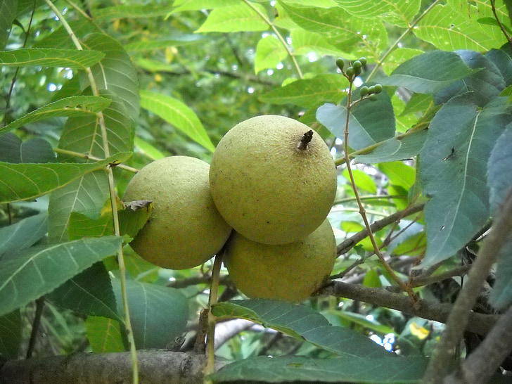 walnut, tree, leaves