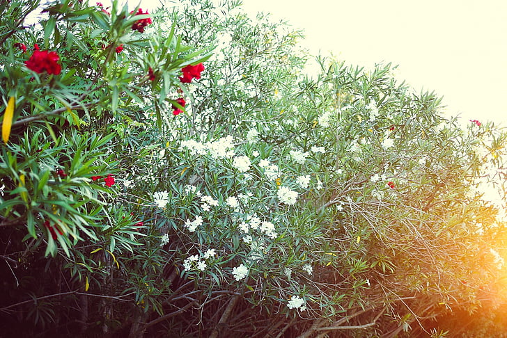Zatvori, Foto, bijeli, petaled, cvijet, Crveni, cvijeće