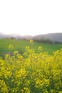 Весна, Цветы, Испания, поле