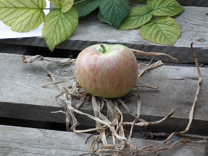 Apple, φρούτα, ώριμα, πράσινο, δέντρο, Κήπος, χλόη