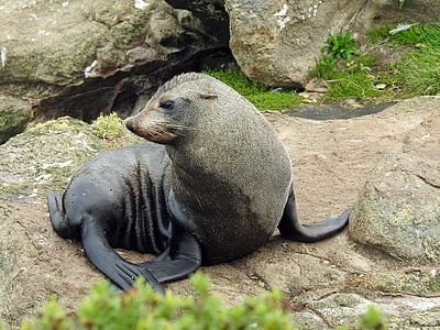 sea lion, young seerobbe, sea, seal, marine mammals, meeresbewohner, rest