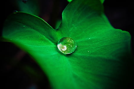 gota d'aigua, verd, fulla, natura, planta, reflexió, imatges de la reialesa