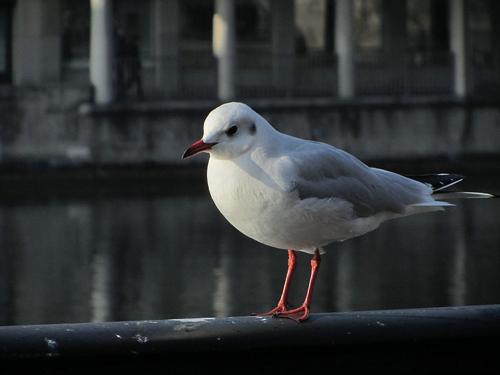 seagull, railing, zurich, switzerland, vogelnahaufnahme, river, water bird