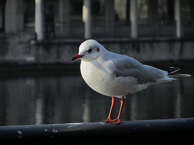 Seagull, räcket, Zurich, Schweiz, vogelnahaufnahme, floden, vatten fågel