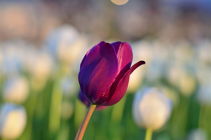 Tulip, merah, makro, berwarna-warni, alam, Close-up, Turki