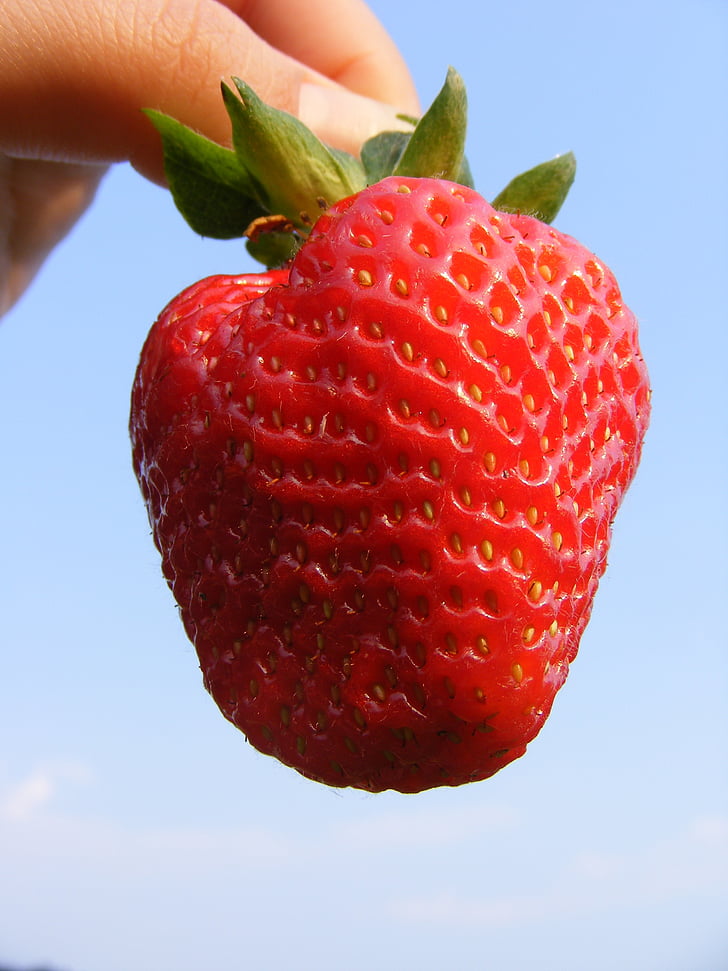 strawberry, berry, fresh, red, hand, sweet, fruit