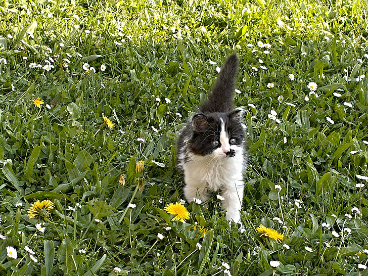 anak kucing, hitam dan putih, Mamalia, hewan, rumput
