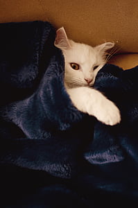 cat, blanket, white, cute, pet, animal, fluffy