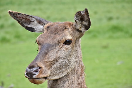 Roe deer, hoang dã, công viên động vật hoang dã, động vật có vú, động vật, Thiên nhiên, đóng