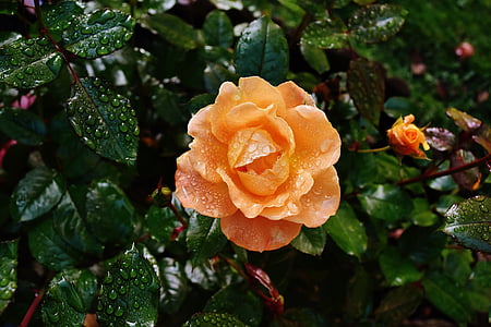 Rosa, taronja, color, degoteig, gota d'aigua, flor rosa, Bead