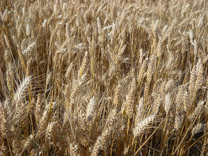 wheat, cereals, agriculture