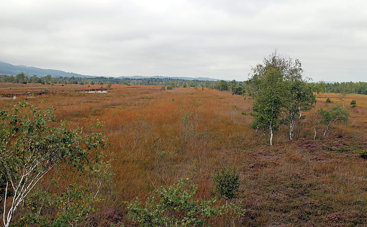 paisaje, Heide, Moor, pantano, naturaleza, otoño, Reserva natural