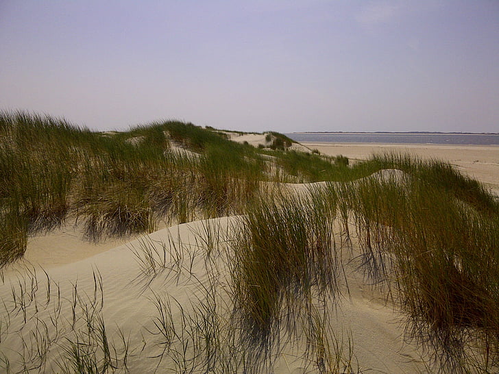 dunas, Mar do Norte, Dinamarca, praia, mar