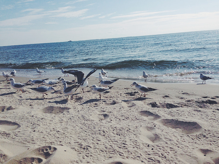 gaivotas, praia, mar, azul, água, ondas, Costa
