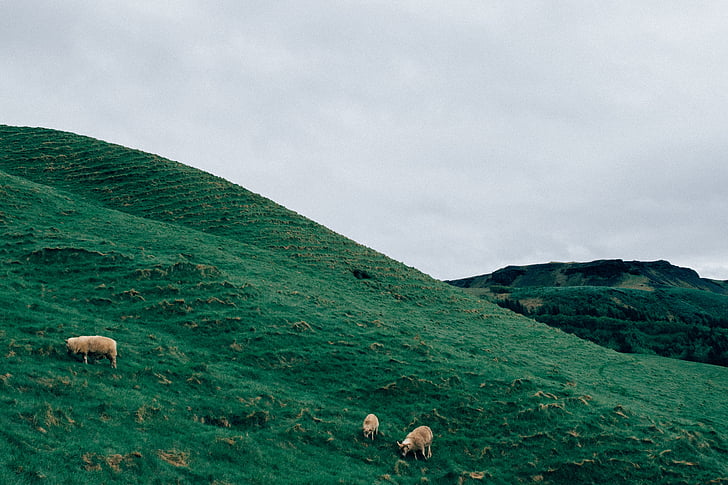 photo, three, brown, sheep, green, grass, animal themes