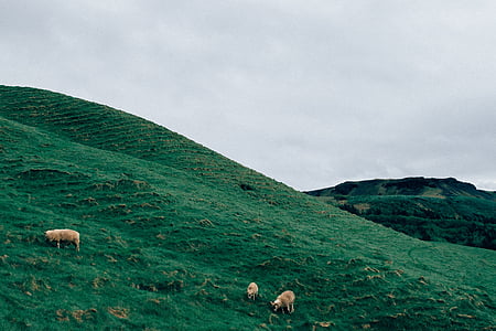 Foto, tři, hnědá, ovce, zelená, tráva, zvířecí motivy